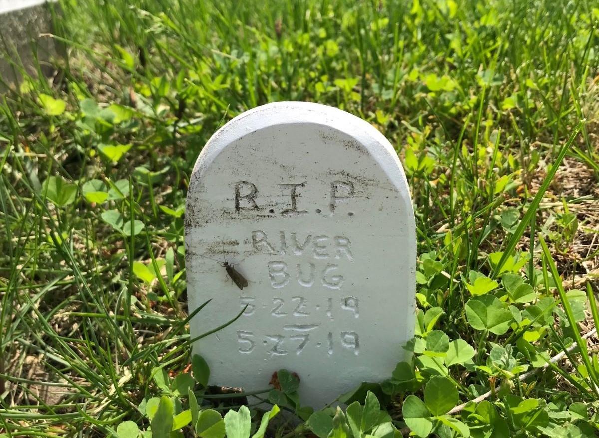miniature headstone that says RIP river bug and the date