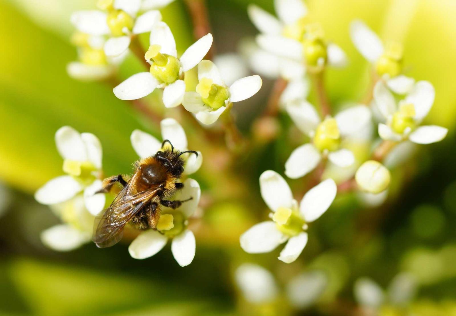 Photo of a bee on white flowers.