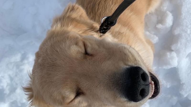 Willard: This service-dog-in-training
