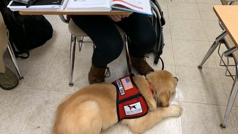 Willard: This service-dog-in-training