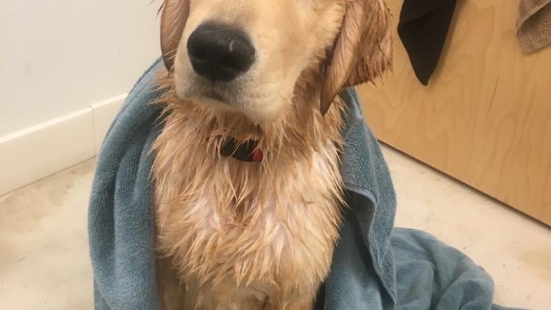 Willard: This service-dog-in-training