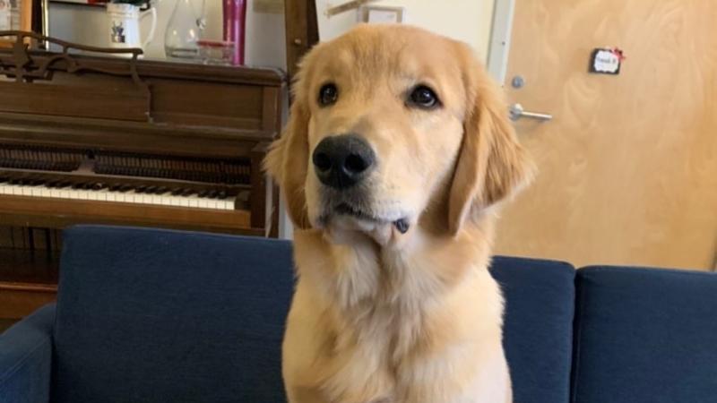 Willard: This service-dog-in-training