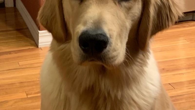 Willard: This service-dog-in-training