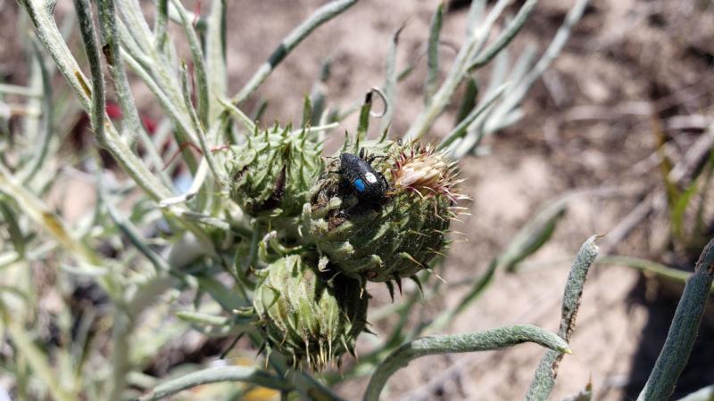 Weevils are seen on a Pitcher’s thistle plant in Door County