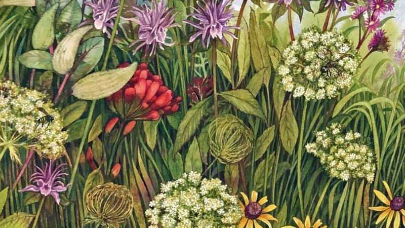 Helen Klebesadel watercolor entitled "High Summer Prairie" featuring lupines, black eyed susans and other wildflowers