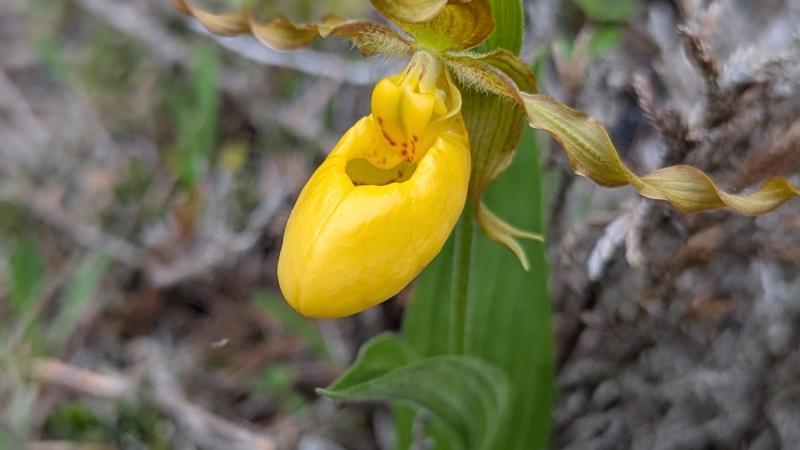 A picture of a yellow lady's slipper flower taken at Bjorklunden.